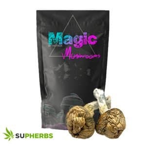Thrasher Magic Mushrooms – Magic Box