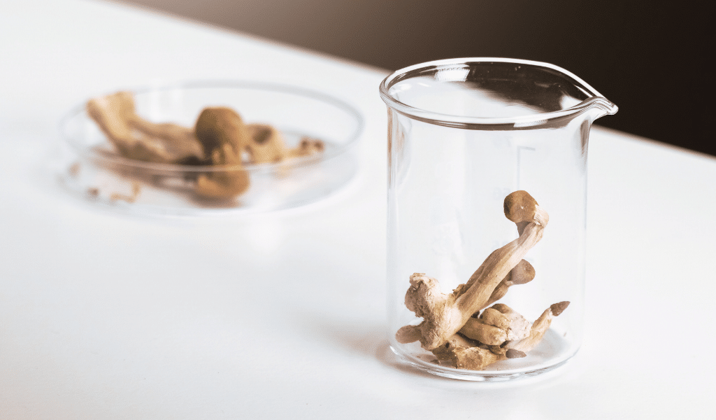 magic mushrooms ADHD