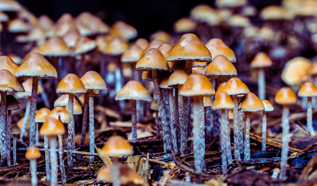 magic mushroom dispensary