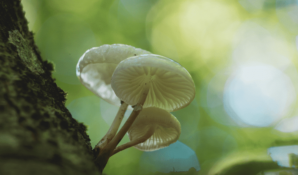 most powerful magic mushrooms