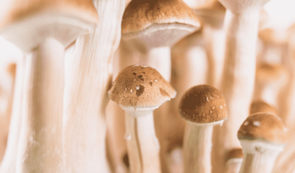 most powerful magic mushrooms