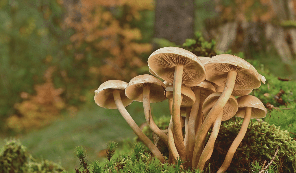 strong magic mushrooms
