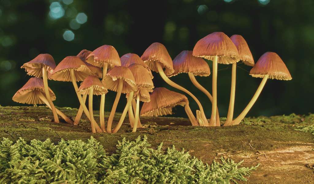 strong magic mushrooms