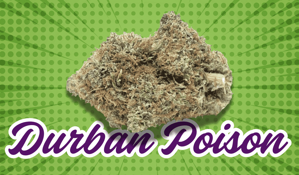 durban poison strain
