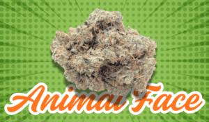 animal face strain