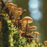 Edible Mushrooms vs Magic Mushrooms: 5 Key Differences Explained