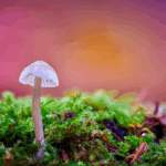 Magic Mushroom Delivery: 7 Reasons Canadians Love It