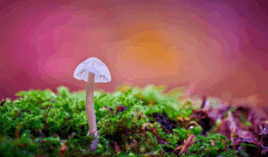magic mushroom delivery