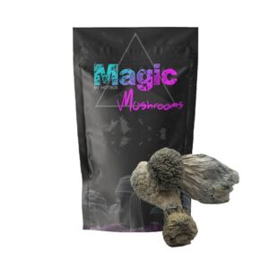 Albino Penis Envy Mushrooms – Magic Box
