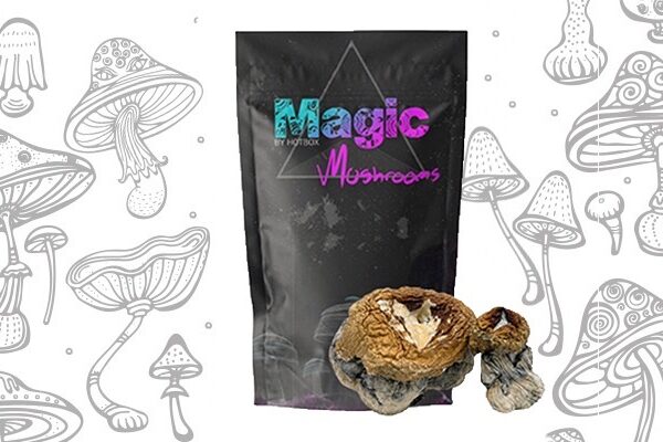 Hillbilly Pumpkin Magic Mushrooms